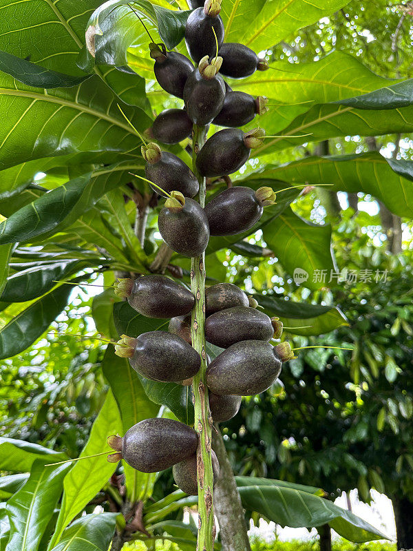 一簇簇成熟的切块坚果(Barringtonia edulis)果实生长在树上，有光泽的绿叶，聚焦于前景